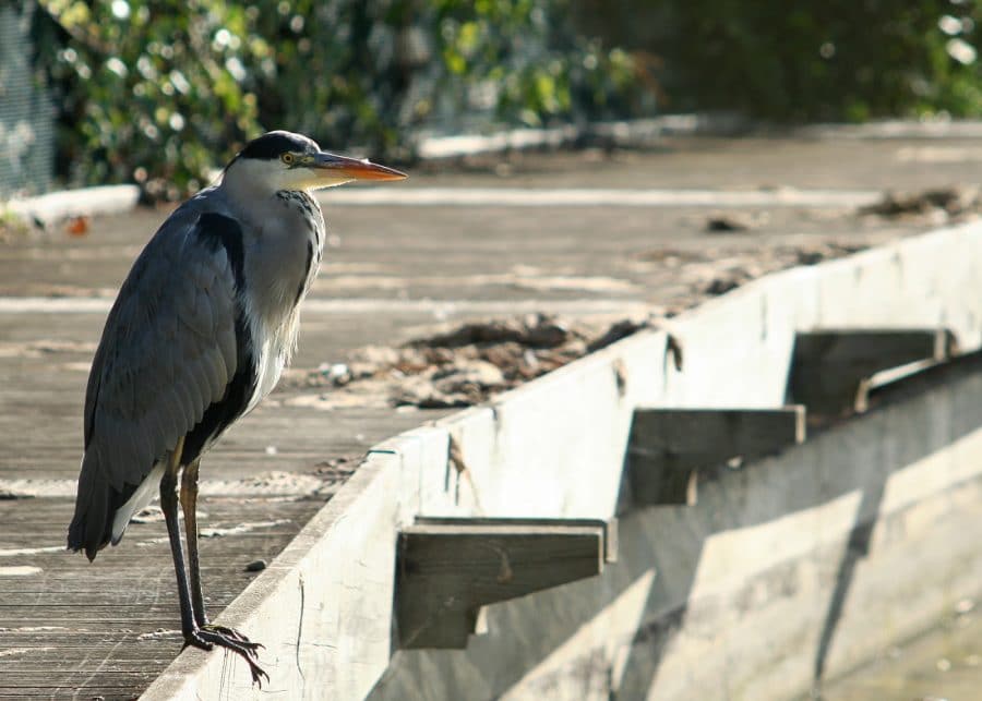 Heron by the Art Pavilion Pond, Mile End Park