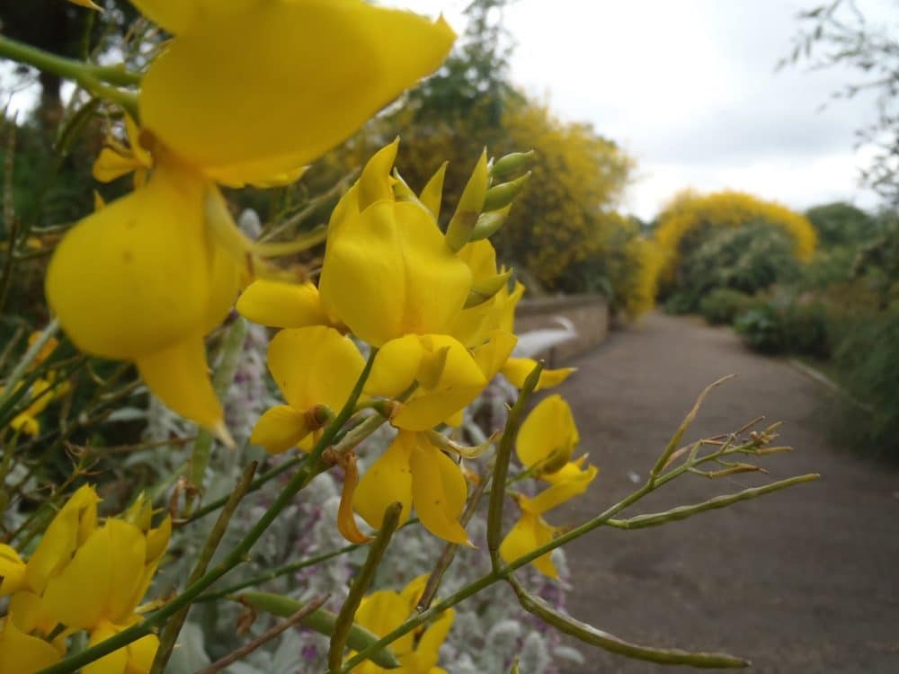Spanish Broom flowering in Mile End Park