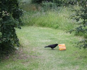 Crow with Chicken Fast Food Box
