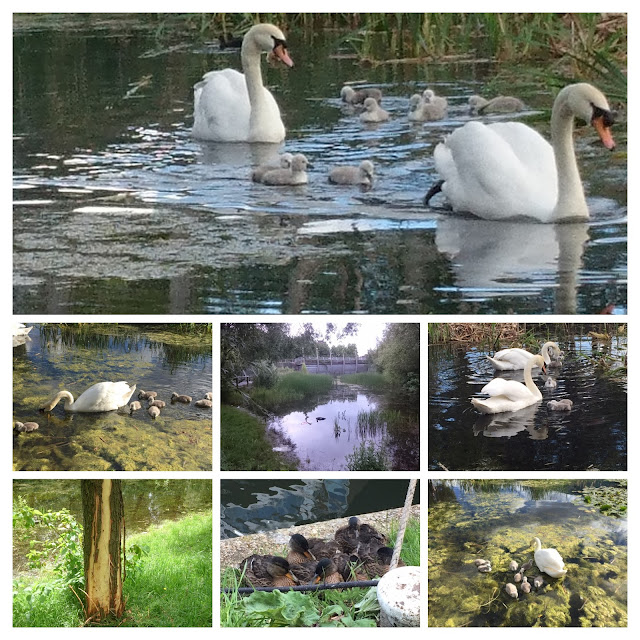 Collage of swans, cygnets, ducks in the Art Park Pond