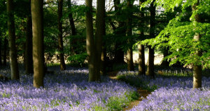 Landscape of bluebells in woodland