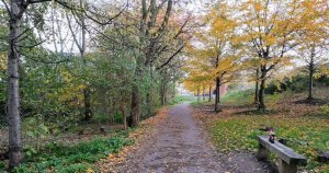 An autumnal view of Chris' Wood, Mile End Park