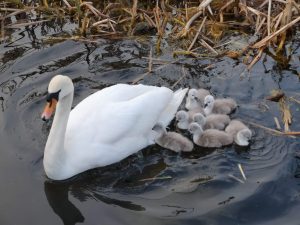The Magnificent Seven swan