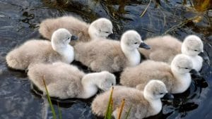 Seven cygnets very tightly bunched up and swimming in unison