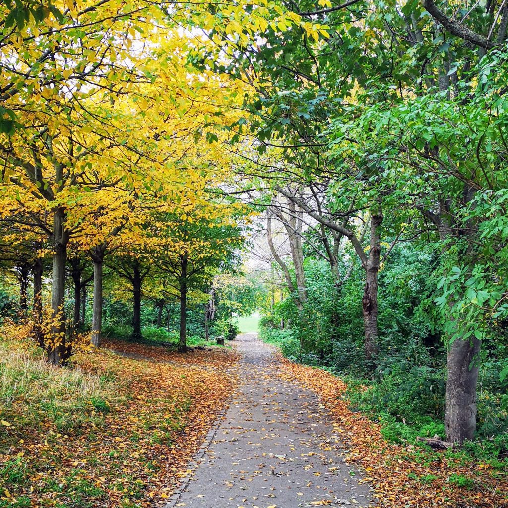 Looking through Chris' Wood in autumn. / Looking north through Chris' Wood