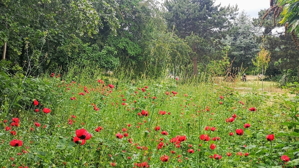 Looking through a burst of flowering poppies at the edge of the Woodland Walk