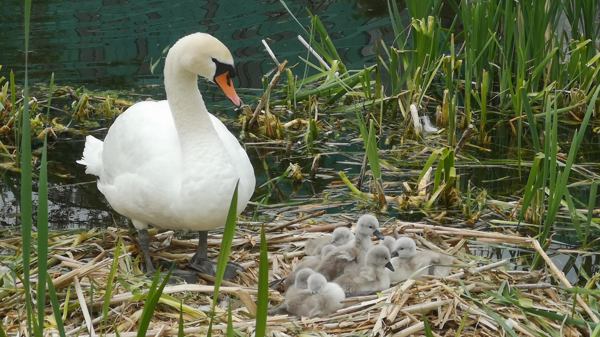 Ugly Duckling Season