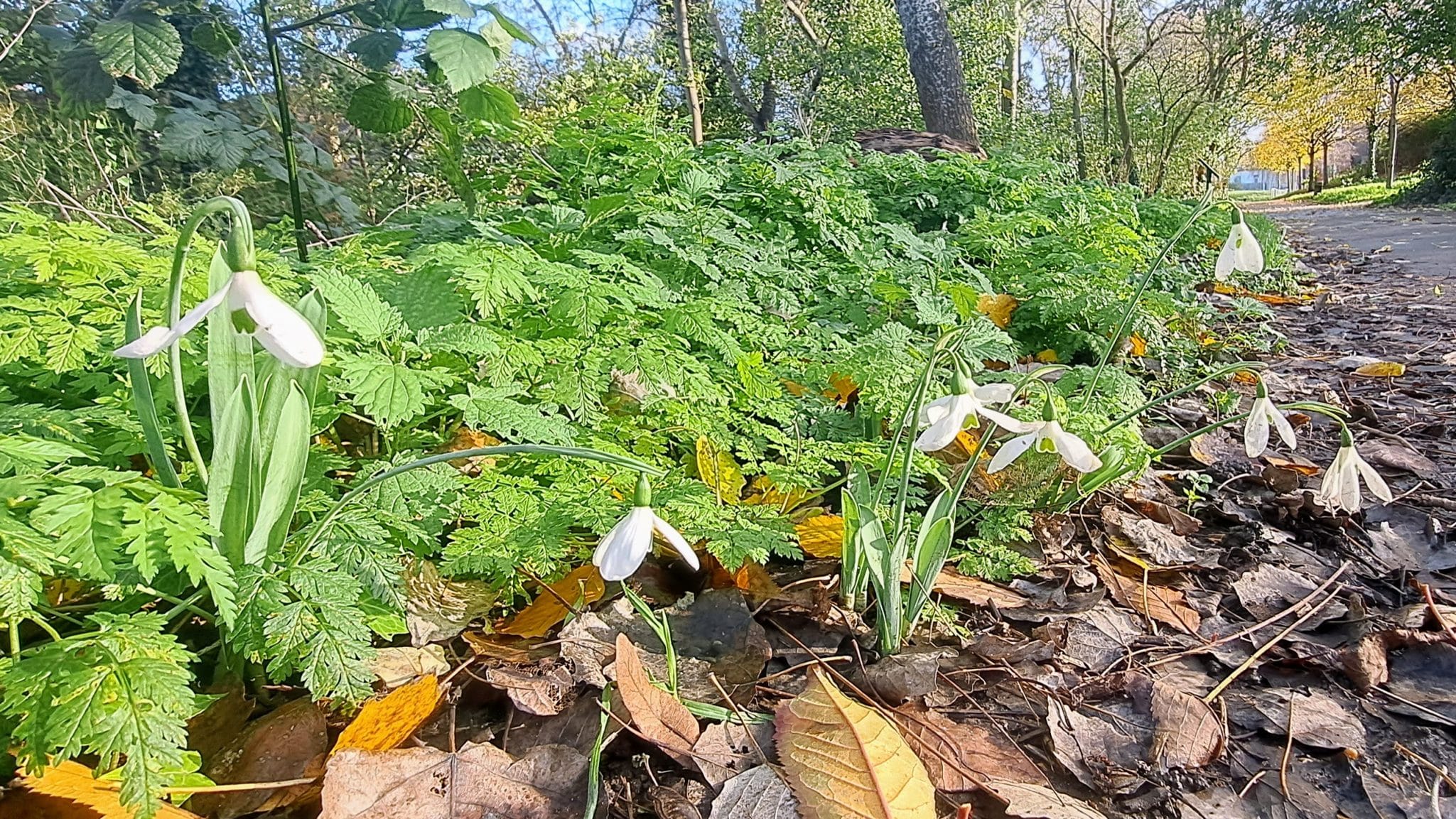 Snowdrops flowering in Chris' Wood