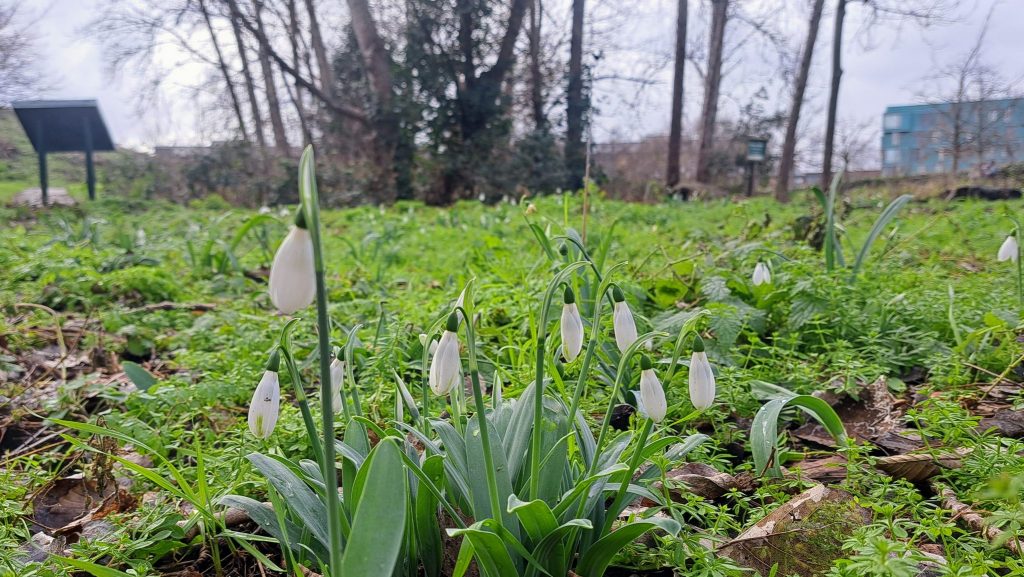 Snowdrops in Chris Wood, February 2023