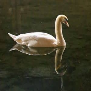 A swan at midnight at the Art Pavilion Pond in Mile End Park