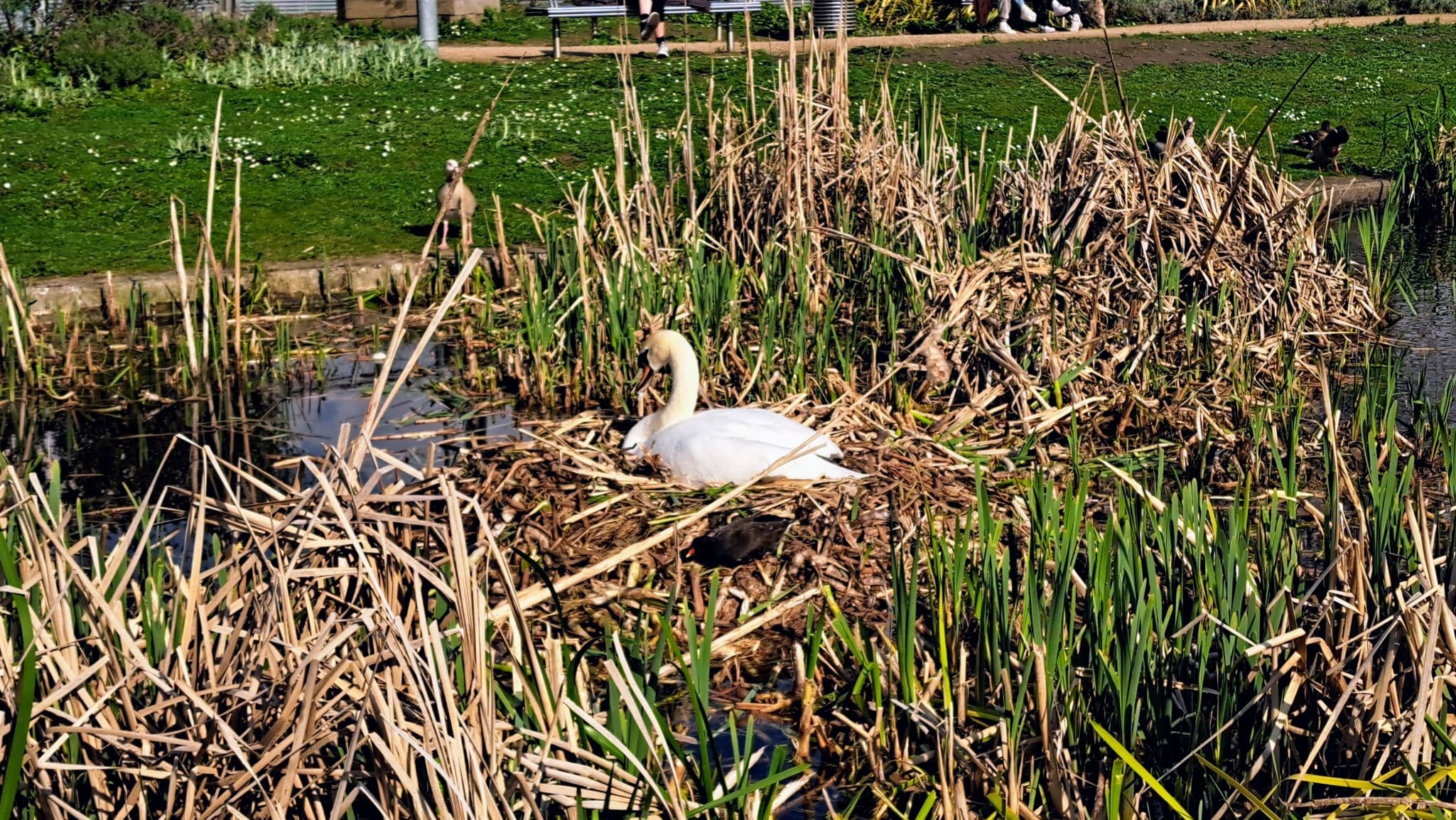 Mother swan protecting her eggs