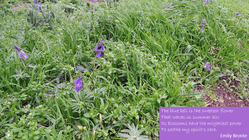 Bluebells in Chris' Wood, Mile End Park