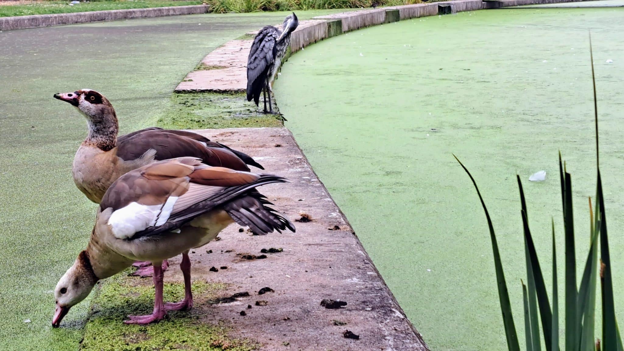 Heron and Egyptian Geese at the Art Pavilion Lake