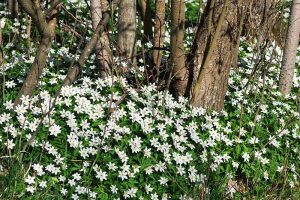 Anemone-Nemorosa-Growing-by-a-Woodland