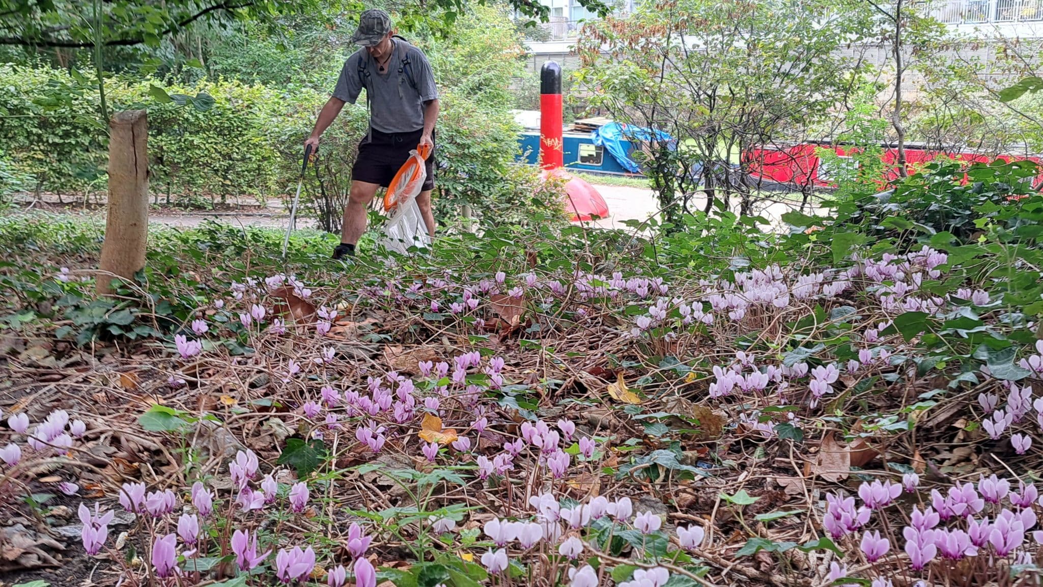 Cyclamen in Mile End Park