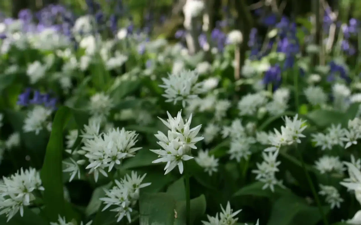 Wild garlic and bluebells