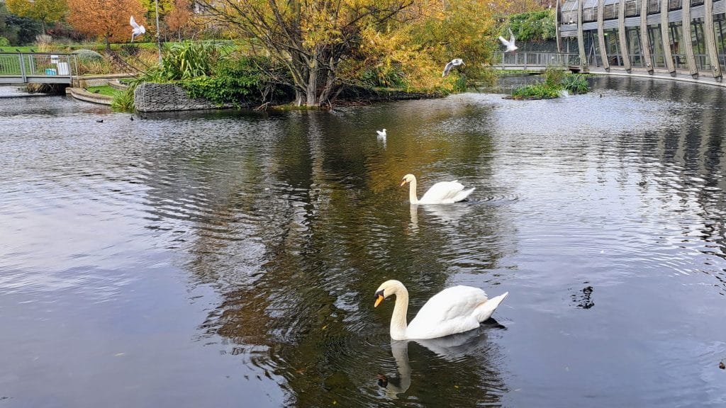 The Return of the Swans