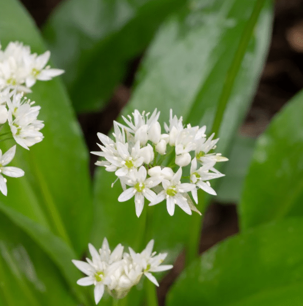 Wild Garlic, Ramsons Bulbs | Allium ursinum