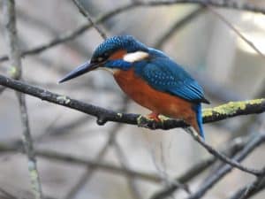 Kingfisher in Mile End Park