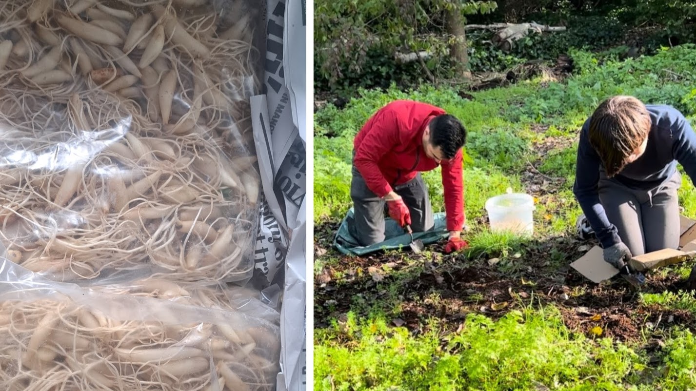 Back of wild garlic bulbs alongside volunteers planting them in Mile End Park