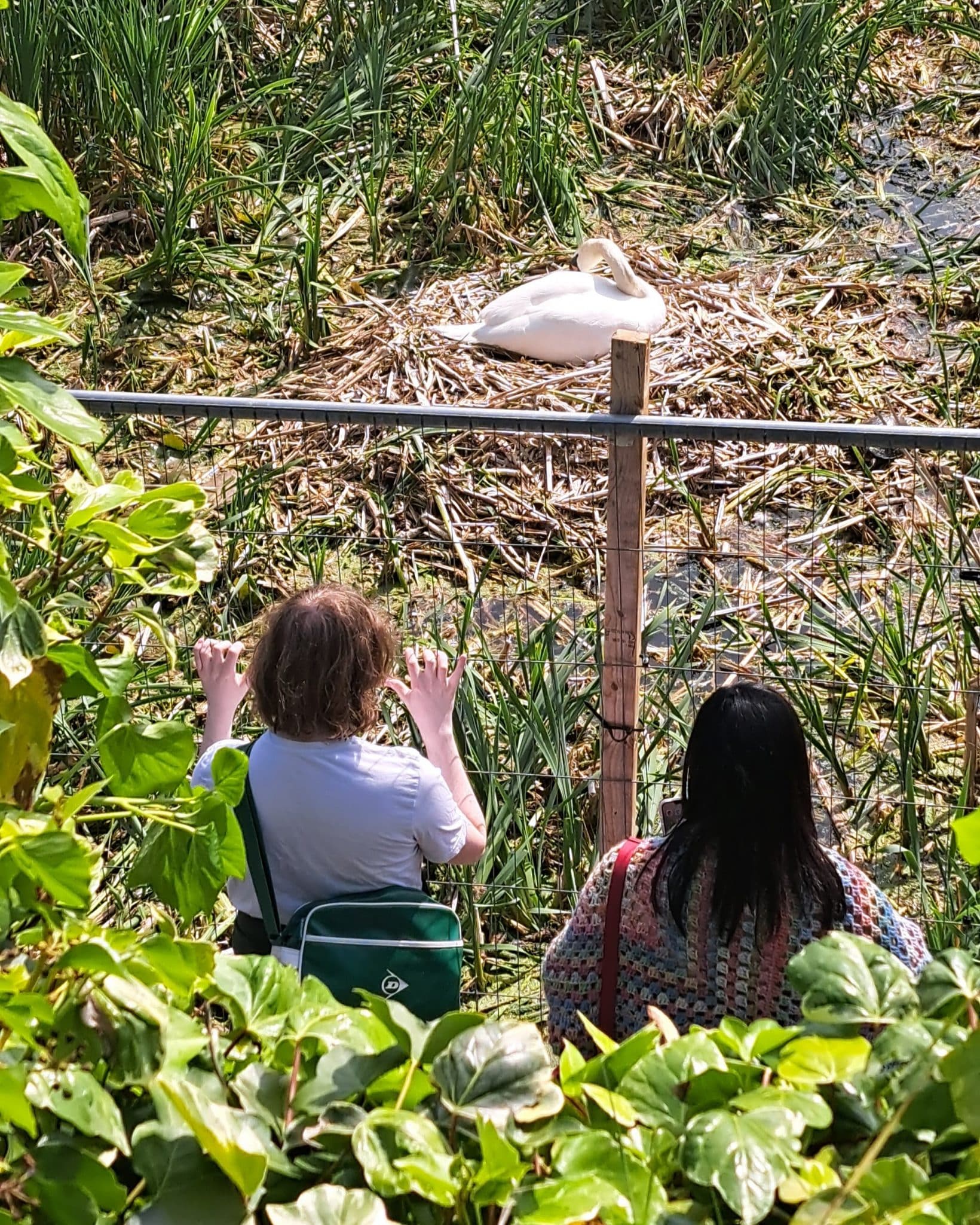 Park visitors watching the swans