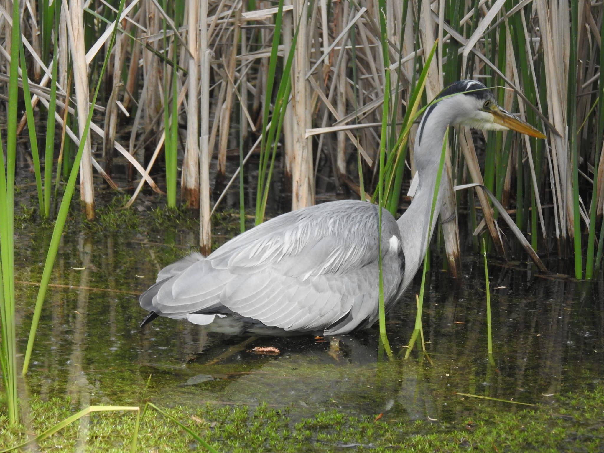 Heron silently looking for fish