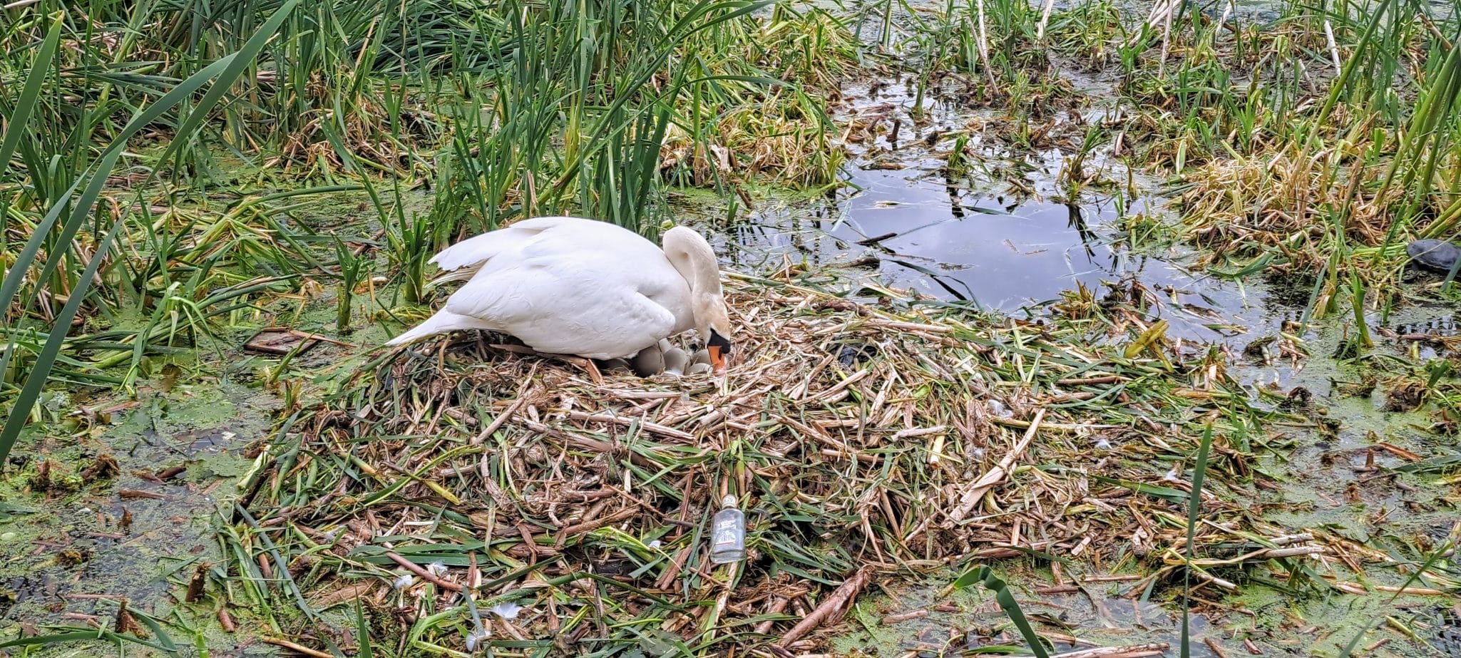 Mother swan turning her eggs