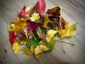 A collection of autumnal leaves from Mile End Park