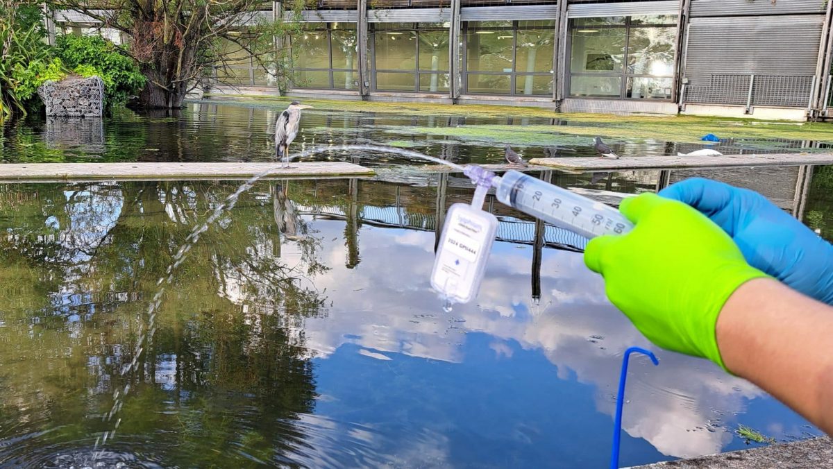 Collecting the eDNA at the lower Art Pavilion pond