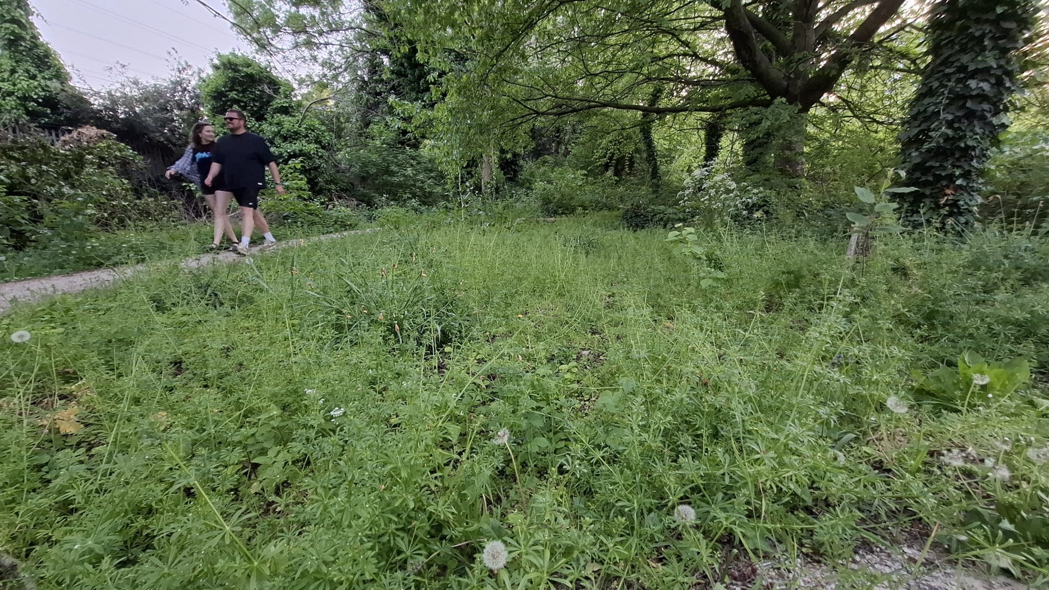 Haverfield Wood, Mile End Park (2nd May 2025)