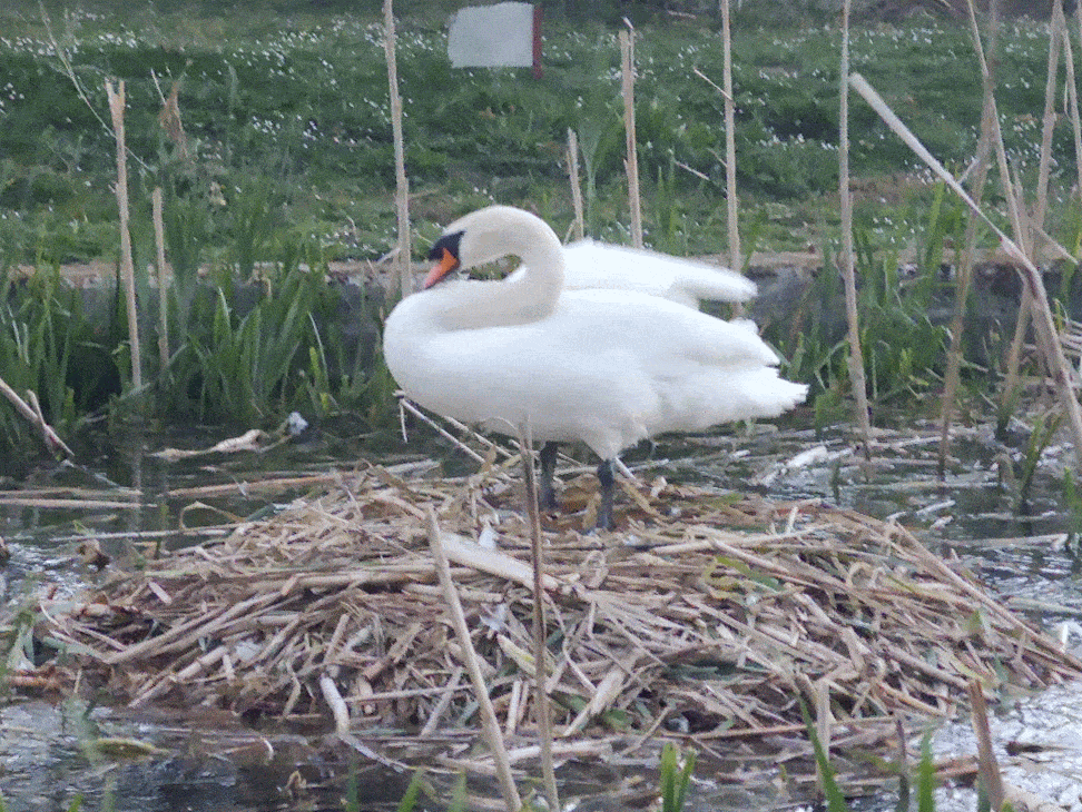 Mother swan standing on nest in strong wind