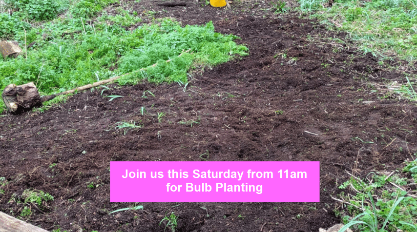 A section of Chris' Wood cleared ahead of bulb planting
