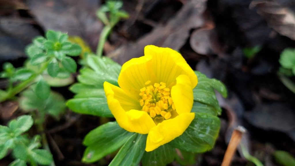 winter aconite
