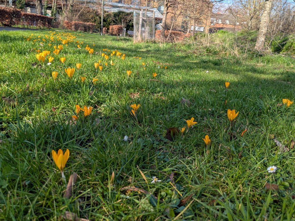 Crocuses  on Wellington Green