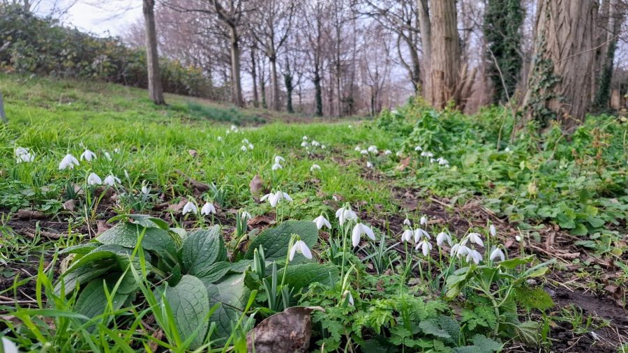 February Snowdrops in Chris' Wood (Mile End Park)